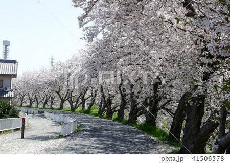 奈良県磯城郡田原本町西竹田の桜つづみ 奈良県磯城郡田原本町西竹田の桜つづみ 41506578