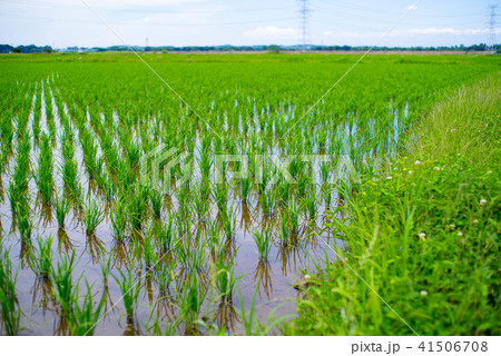6月の水田 梅雨の晴れ間  a-2 背景ぼかし 41506708