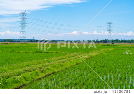 6月の水田 梅雨の晴れ間  c-1 畦道と送電鉄塔 41506781