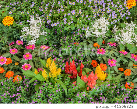 Beautiful flower garden Beautiful flower garden 41506828