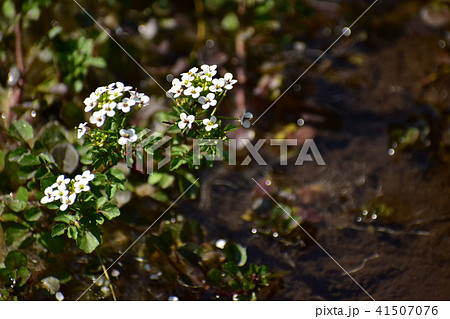 クレソンの花 41507076