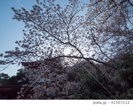 天野山金剛寺落慶法要 しだれ桜 天野山金剛寺落慶法要 しだれ桜 41507112