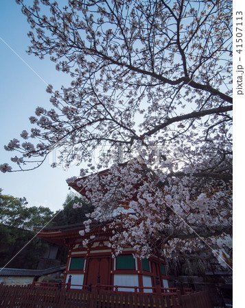 天野山金剛寺落慶法要 しだれ桜 天野山金剛寺落慶法要 しだれ桜 41507113