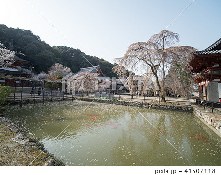 天野山金剛寺落慶法要 しだれ桜 天野山金剛寺落慶法要 しだれ桜 41507118