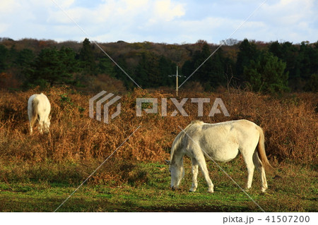 牧場 放牧 草原 41507200