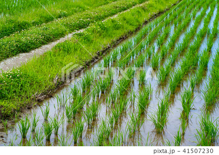 6月の水田 梅雨の晴れ間 D 1 畦道と背景ぼかし の写真素材