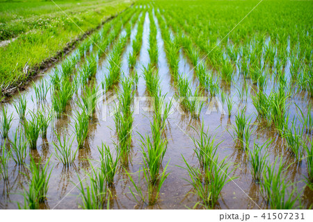 6月の水田 梅雨の晴れ間 D 2 畦道と背景ぼかし の写真素材