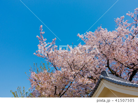 桜 41507505