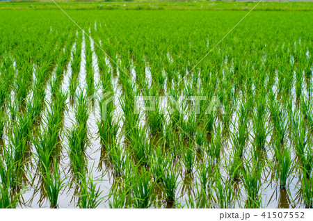 6月の水田 稲と水面　d 背景ぼかし 41507552