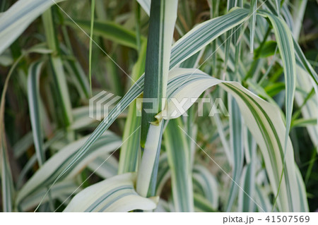 フイリダンチクの稈と葉 フイリダンチクの稈と葉 41507569