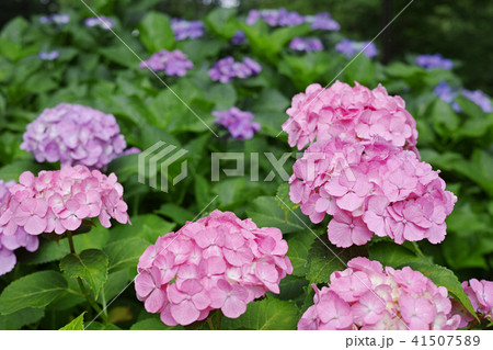 ピンク色のホンアジサイ ピンク色のホンアジサイ 41507589
