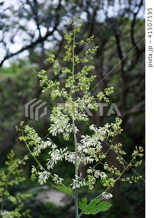 花をつけたタケニグサ 花をつけたタケニグサ 41507595