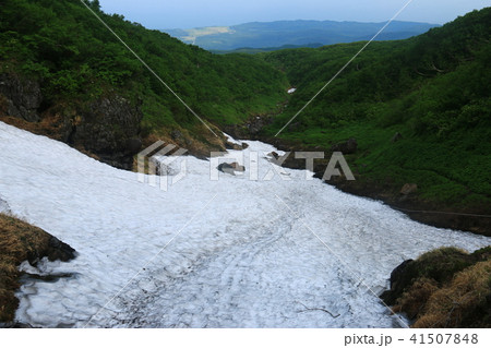 羅臼岳 山頂への道 大沢雪渓 羅臼岳 山頂への道 大沢雪渓 41507848