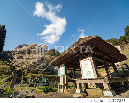 佛隆寺の千年桜 41507873