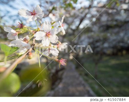佛隆寺の千年桜 41507884