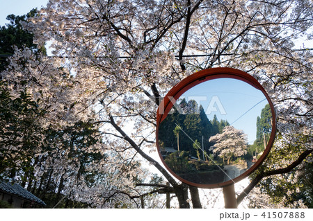 佛隆寺の千年桜 佛隆寺の千年桜 41507888