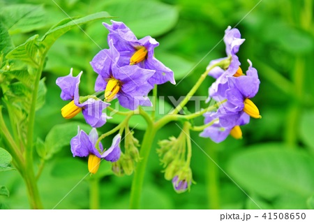 ジャガイモ ピルカ の花の写真素材