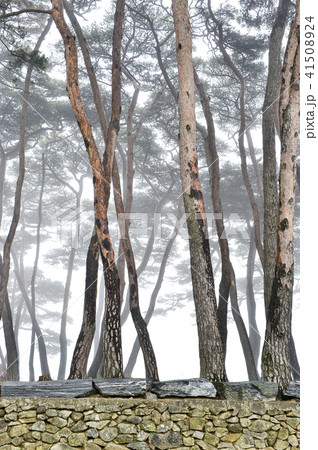 松 木 霧 41508924