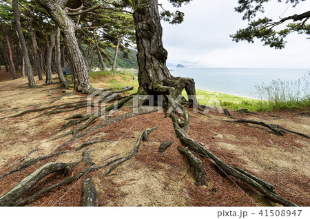 松 風景 木 41508947