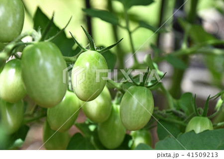 成長中のミニトマト 41509213