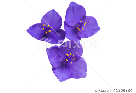 spiderwort flower isolated spiderwort flower isolated 41509334