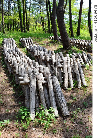 キノコの栽培(シイタケ) キノコの栽培(シイタケ) 41509478