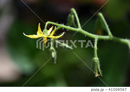 ミニトマトの花の写真素材