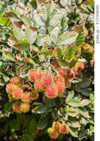 rambutan, Negrito, Semang, sweet Thai fruit 41509600