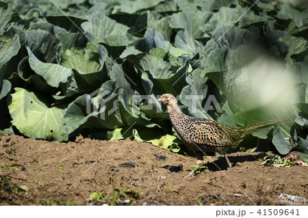 キジ 雉 雌 メス Japanese Pheasant 野鳥 郊外 自然 田舎 環境 鳥 鳥類の写真素材