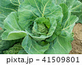 春キャベツ 41509801