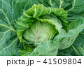 春キャベツ 41509804