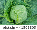 春キャベツ 41509805