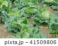 春キャベツ 41509806
