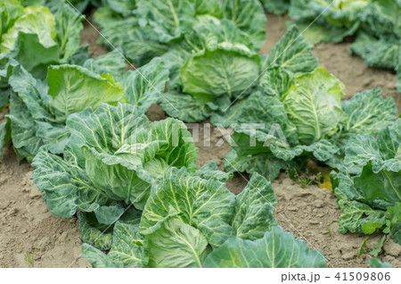 春キャベツ 41509806