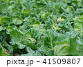 春キャベツ 41509807