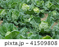 春キャベツ 41509808