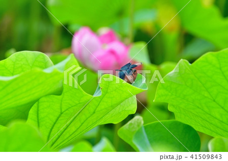 蓮の葉でくつろぐチョウトンボ 41509843
