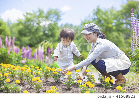 ガーデニングする親子 41509923