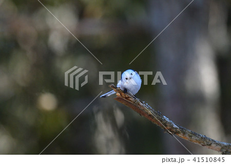 北のシマエナガ 41510845