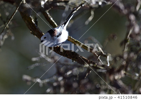 北のシマエナガ 北のシマエナガ 41510846