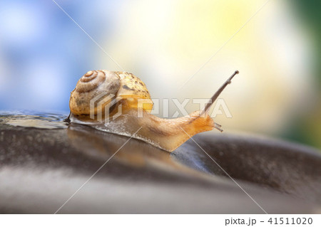 カタツムリ カタツムリ 41511020