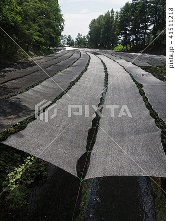 安曇野わさび田湧水群 41511218