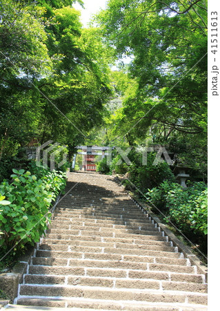 太平山神社の参道（あじさい坂） 41511613