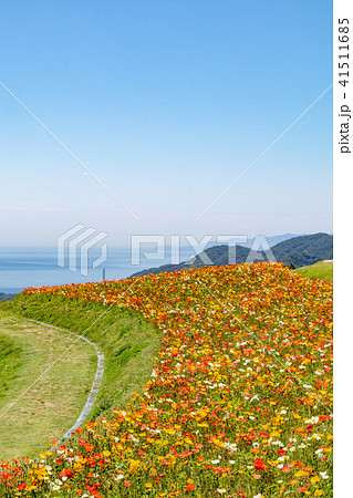 淡路島・花さじきに咲くポピー 淡路島・花さじきに咲くポピー 41511685