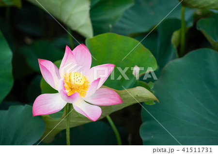 ハス スイレン 蓮 41511731