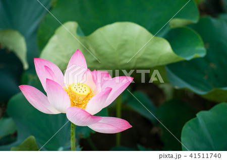 ハス スイレン 蓮 41511740