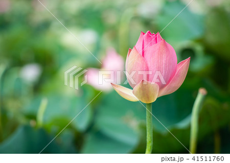 ハス スイレン 蓮 41511760