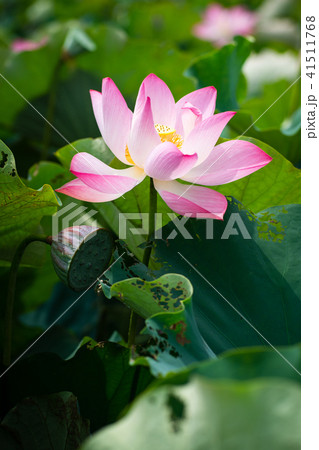 ハス スイレン 蓮 41511768