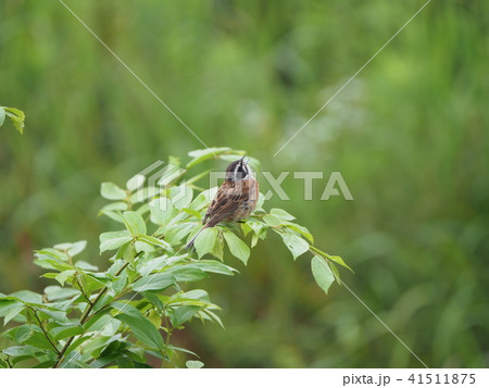 ホオジロ・新緑 41511875