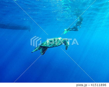 ウミガメ　 41511896